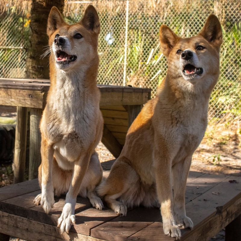 New Guinea Singing Dog