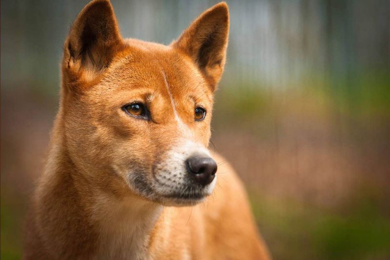 New Guinea Singing Dog