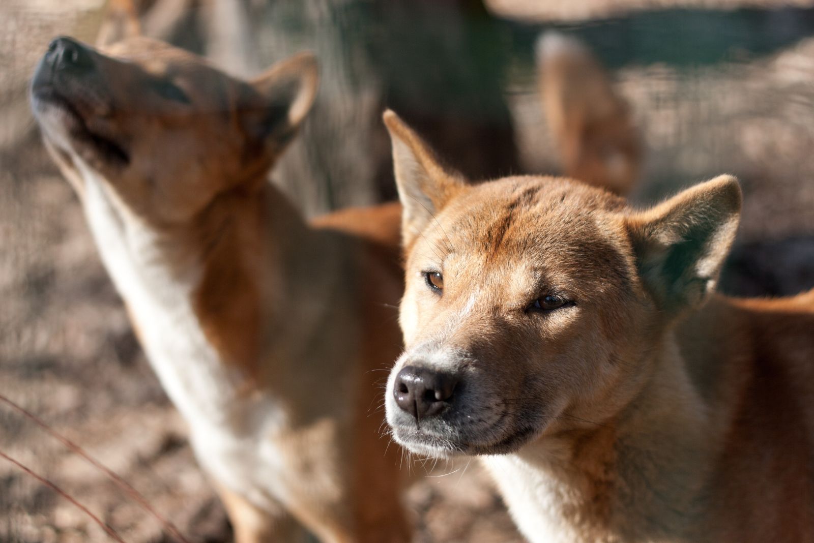 New Guinea Singing Dog