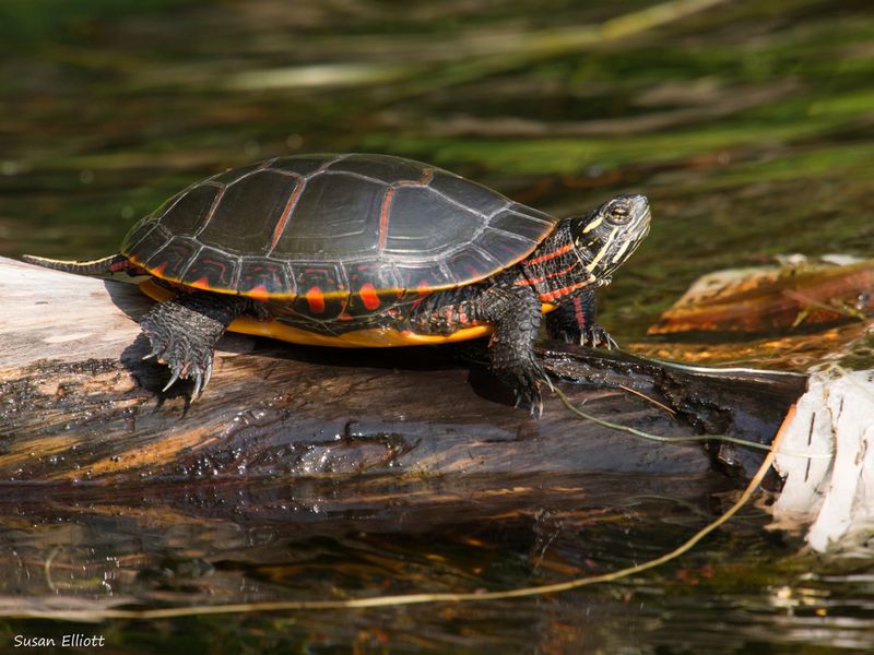 New Hampshire's Eastern Painted Turtle