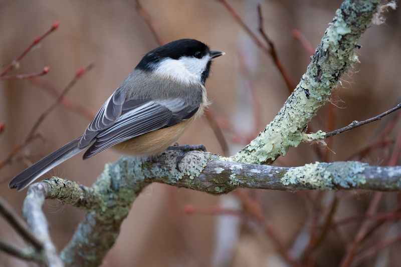 New Hampshire - Black-capped Chickadee