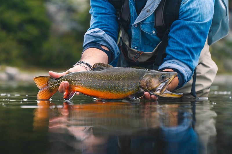 New Hampshire: Brook Trout