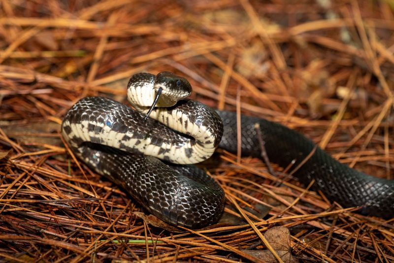 New Hampshire - Eastern Ratsnake