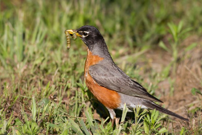 New Jersey - American Robin