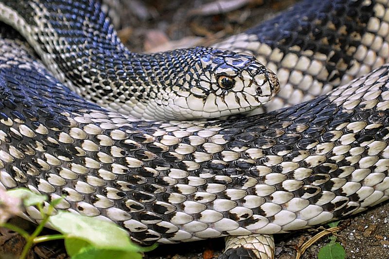 New Jersey - Northern Pine Snake