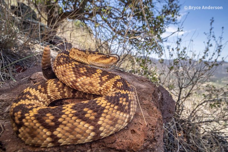 New Mexico