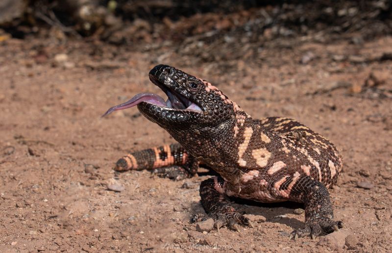 New Mexico's Gila Monster