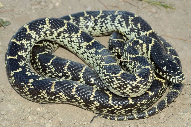 New Mexico - Desert Kingsnake