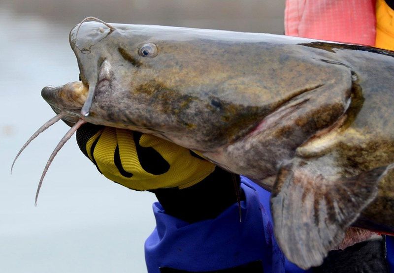 New Mexico: Flathead Catfish