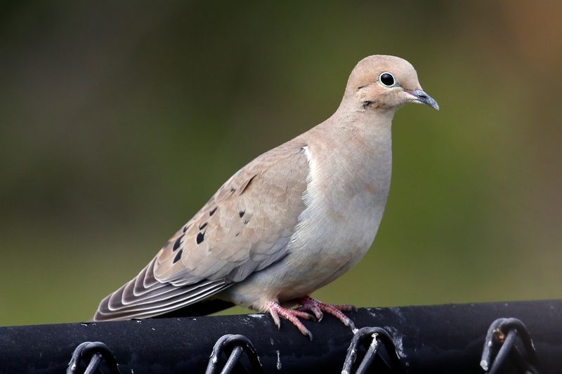 New Mexico - Mourning Dove