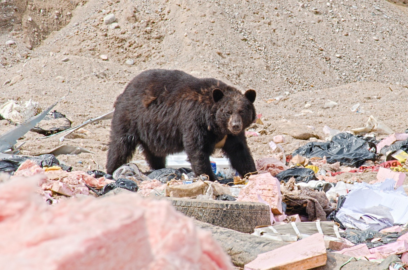 New Mexico black bear