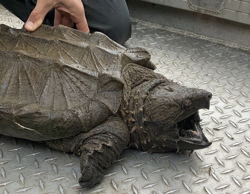 New York's Common Snapping Turtle