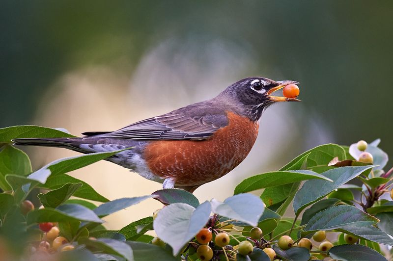 New York - American Robin