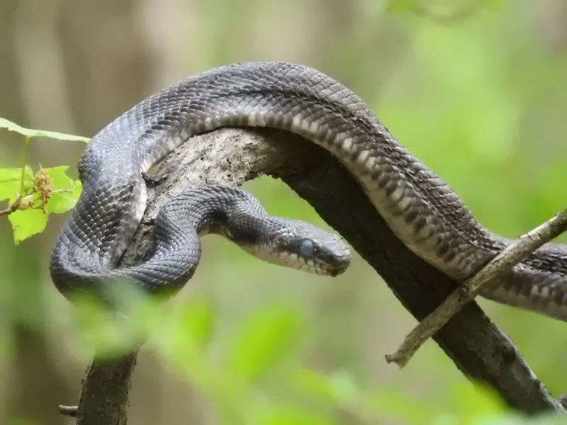 New York - Eastern Ratsnake