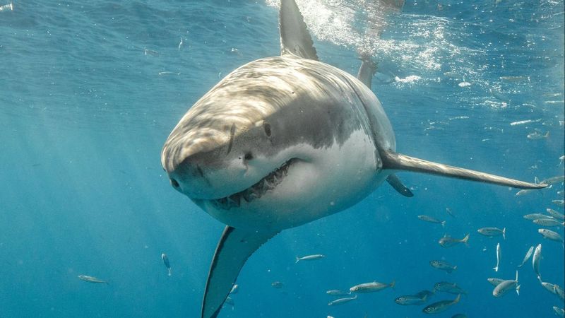 New York: Great White Shark