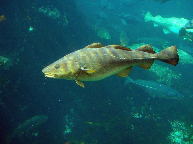 Newfoundland Northern Cod