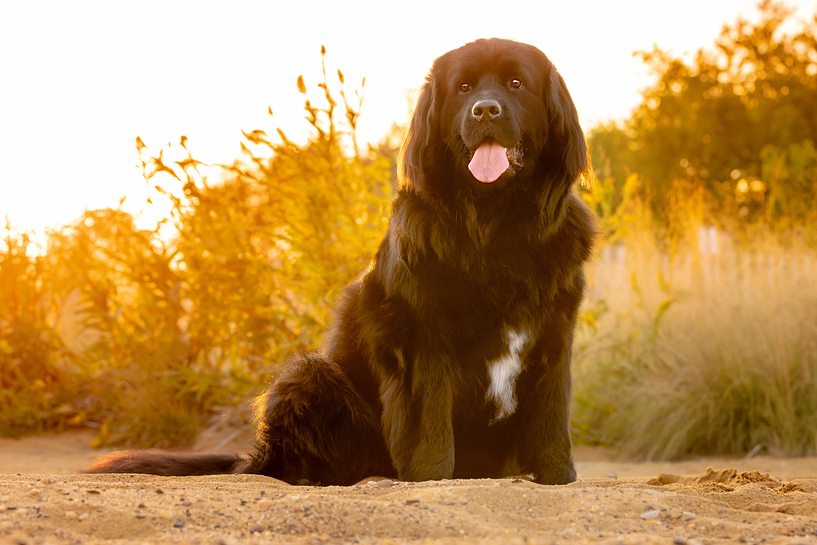 newfoundland dog sitting