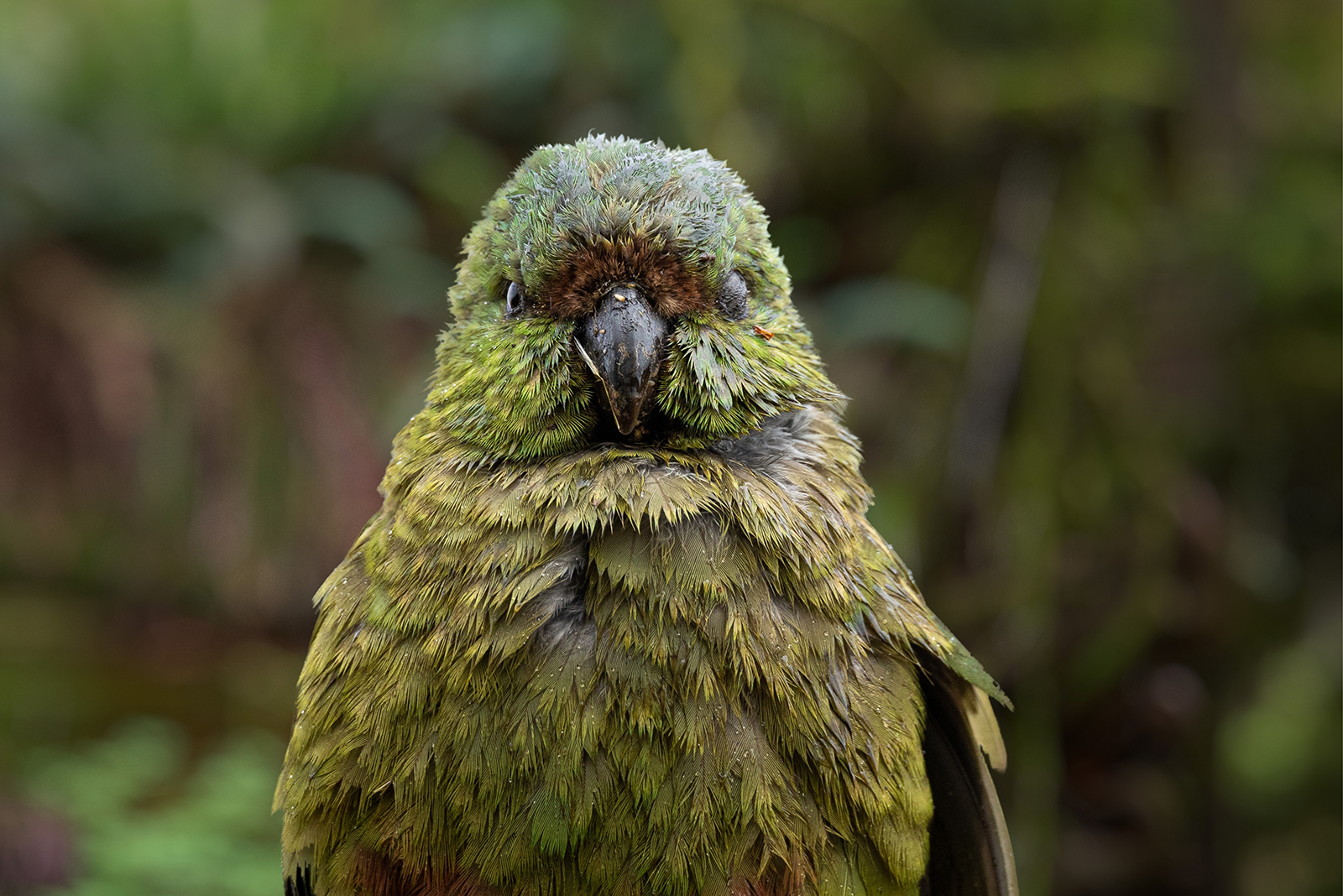 night parrot