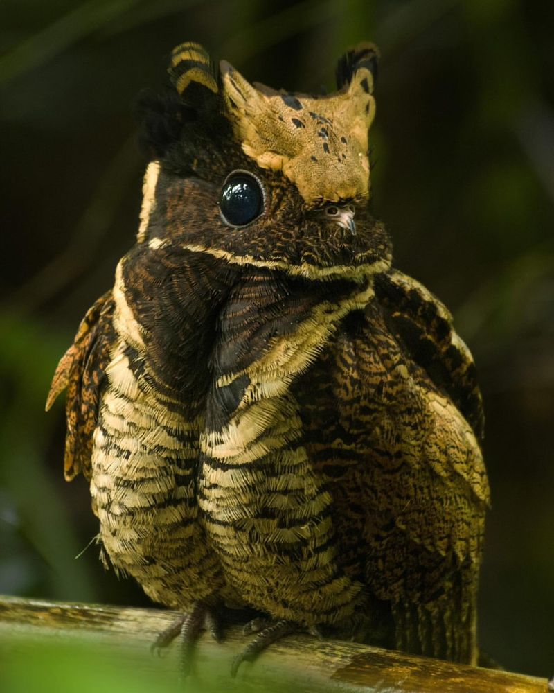 Nightjar