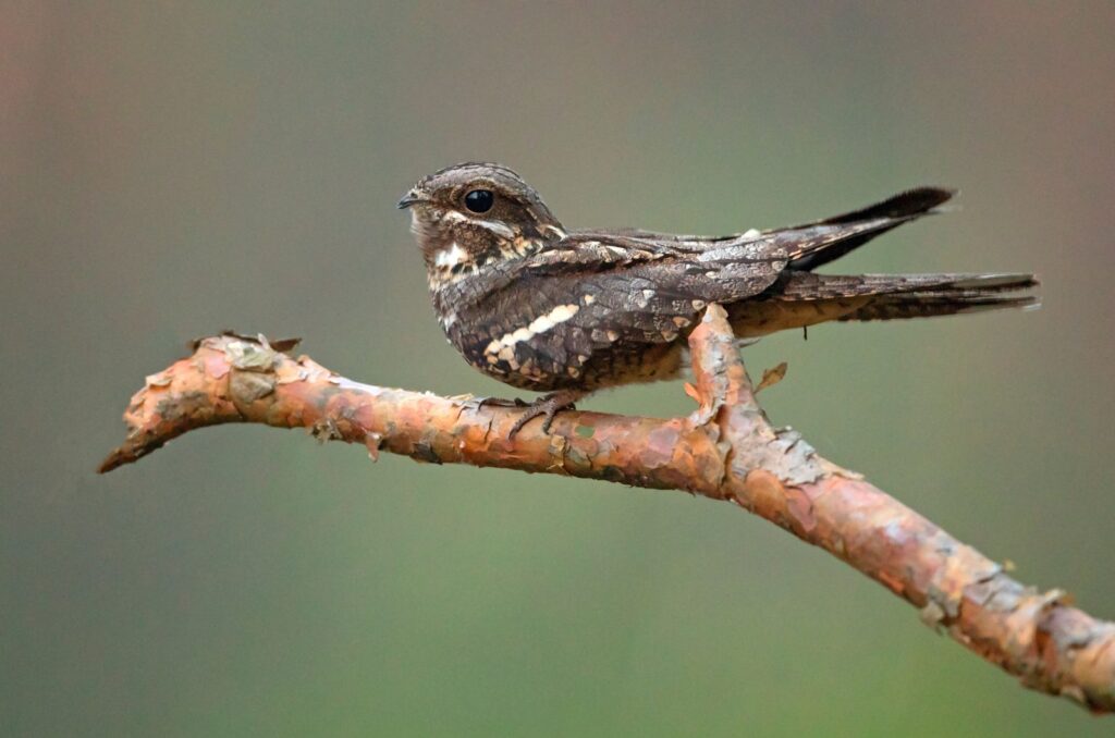 11 Amazing Animals That See Perfectly In The Dark