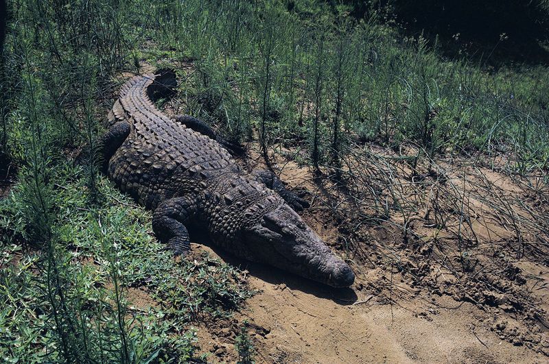 Nile Crocodile