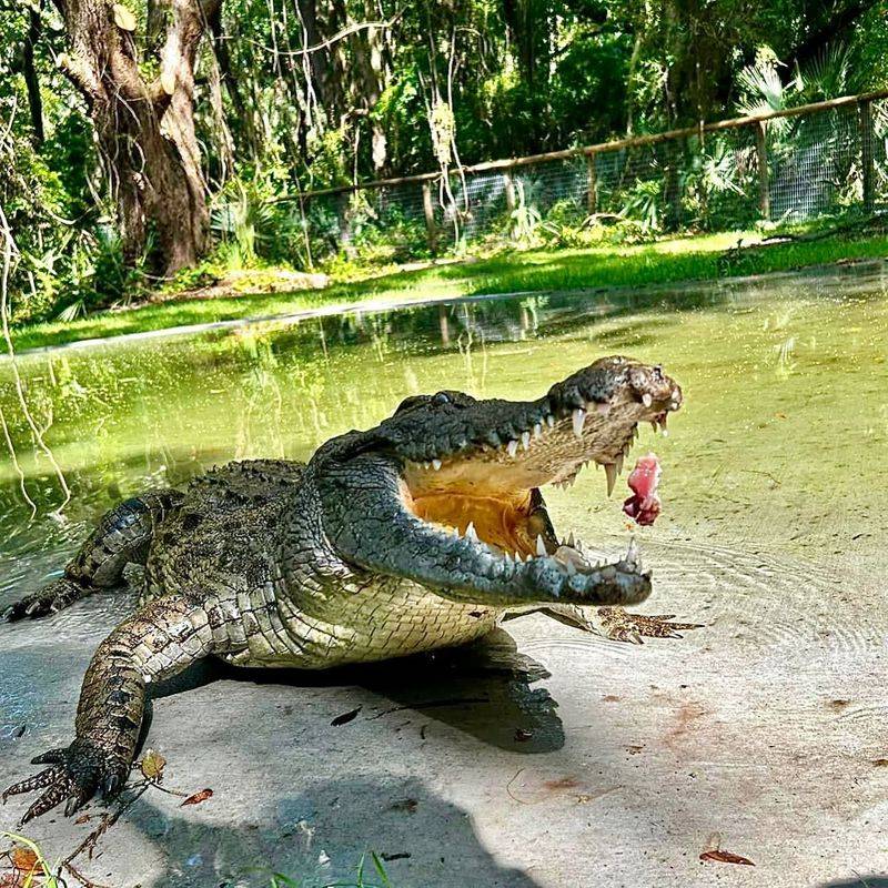 Nile Crocodile