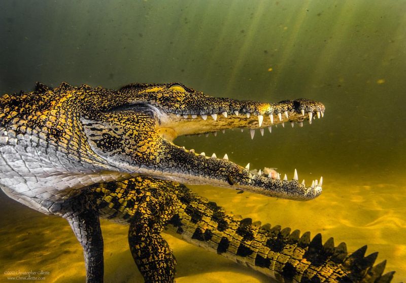 Nile Crocodile