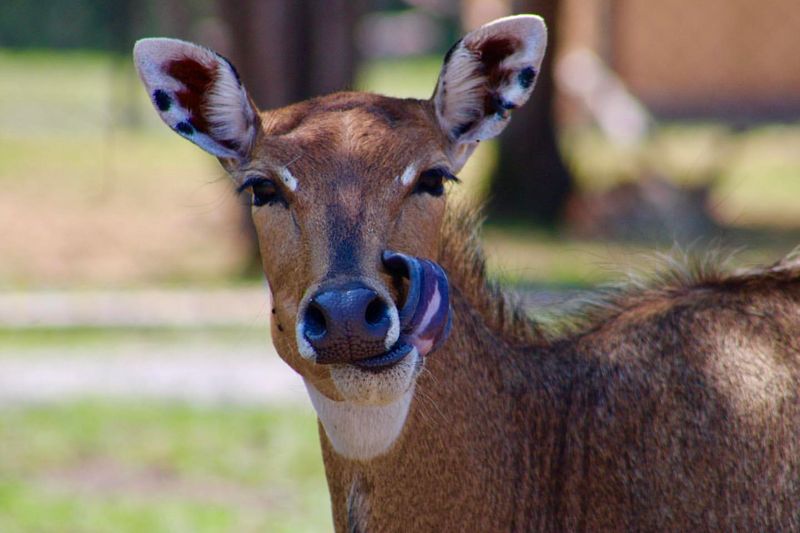 Nilgai