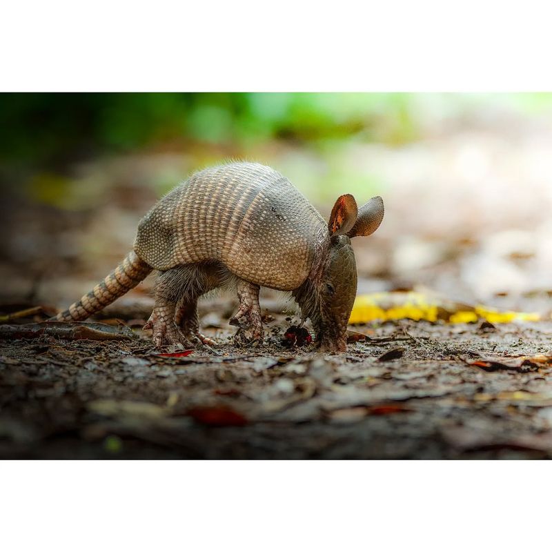 Nine-banded Armadillo