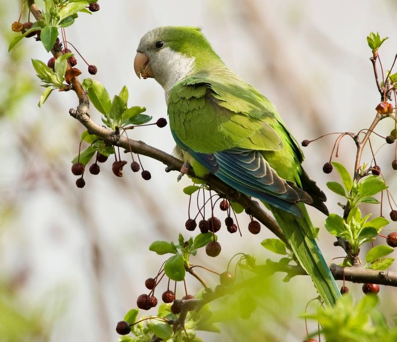 Non-Native Invasive Birds (e.g., Monk Parakeets)