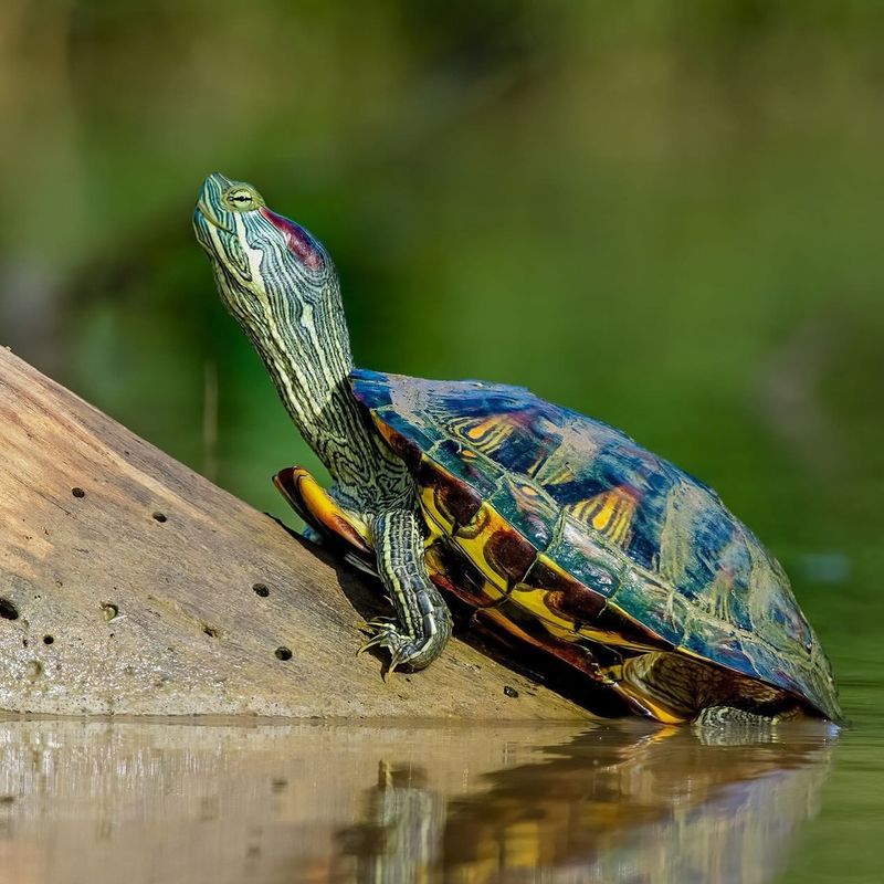 Non-Native Turtles (e.g., Red-Eared Sliders)