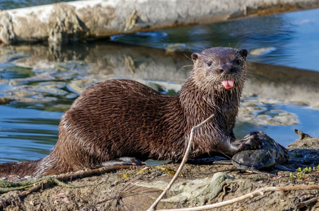 North American River Otter