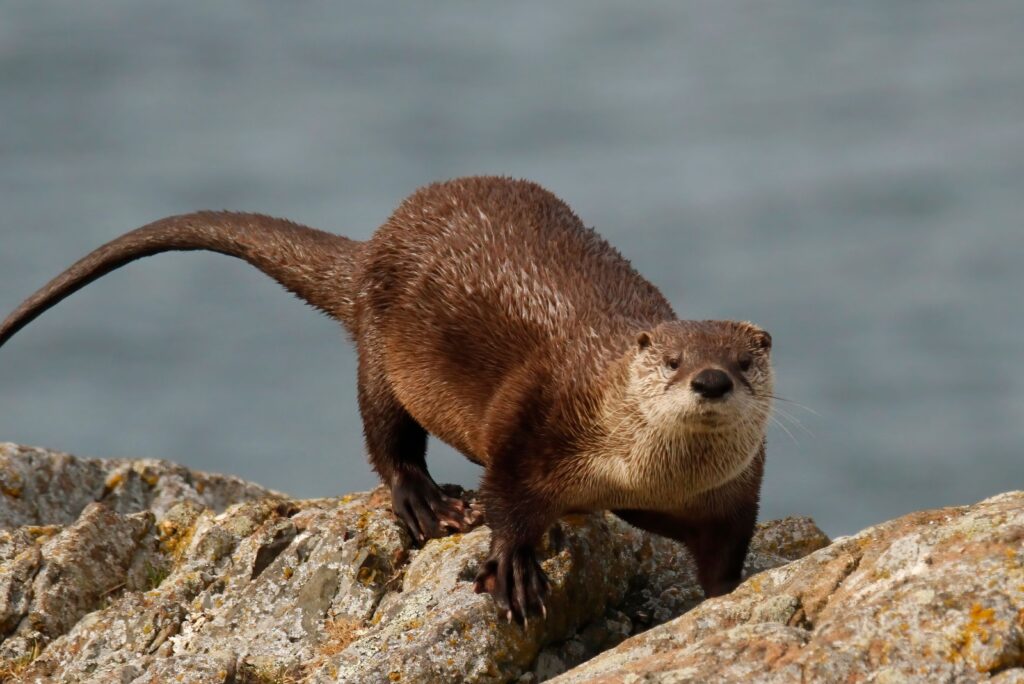 North American River Otter