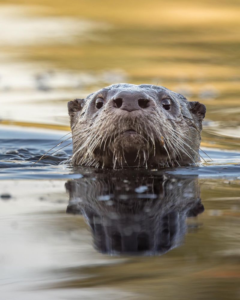 North American River Otter