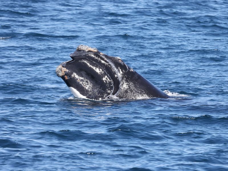 North Atlantic Right Whale