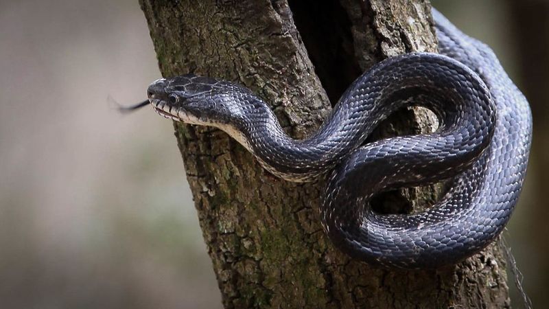 North Carolina