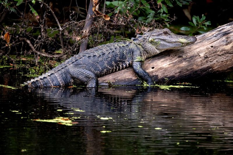 North Carolina's American Alligator