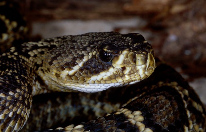 North Carolina - Eastern Diamondback Rattlesnake