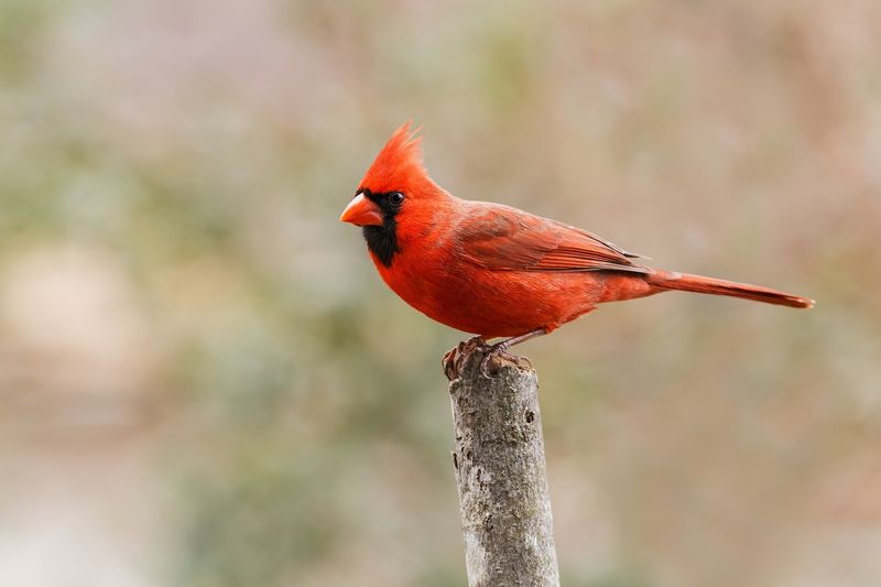 North Carolina - Northern Cardinal