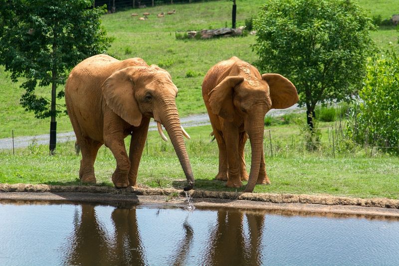 North Carolina Zoo, North Carolina