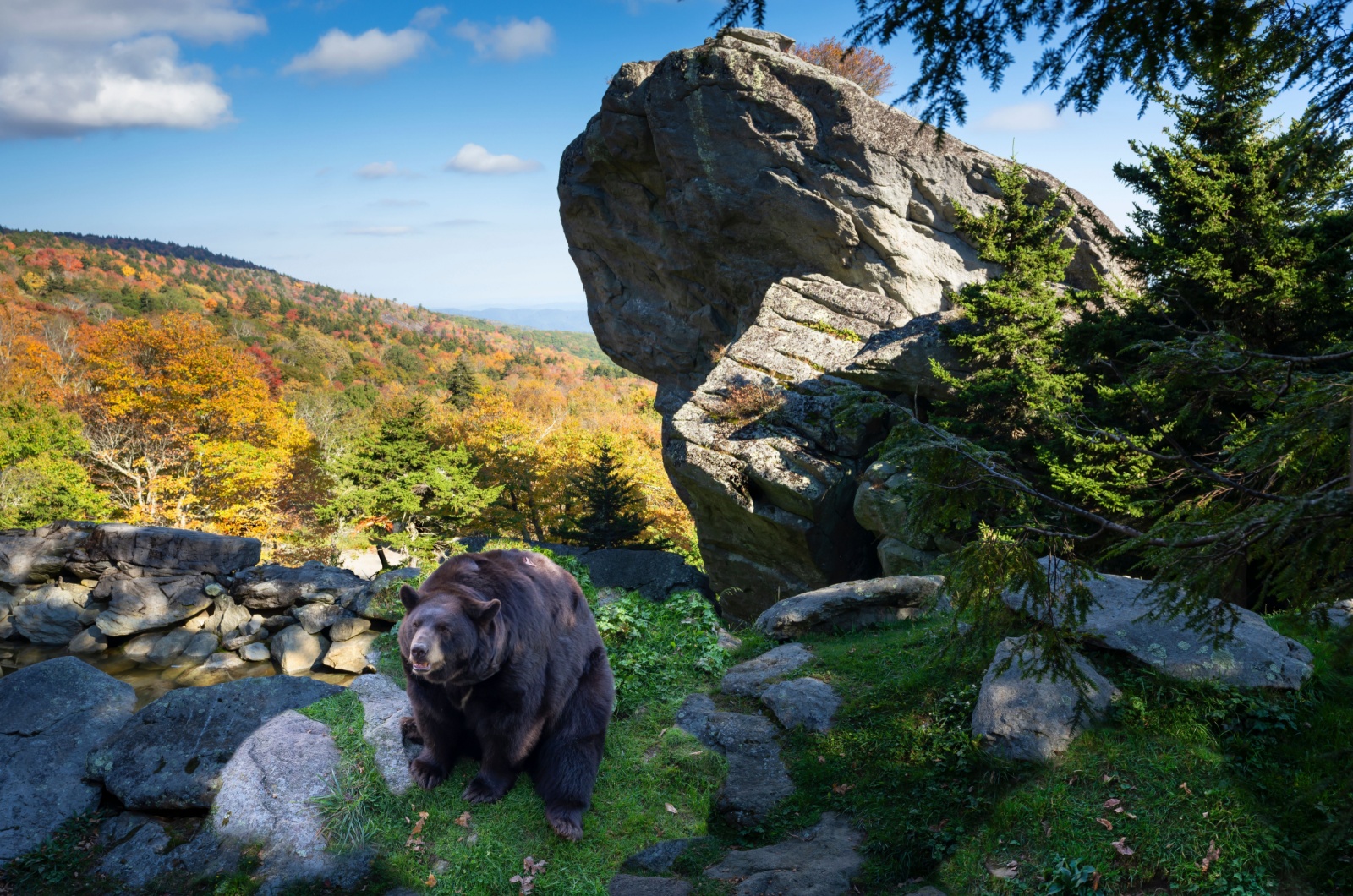 North Carolina black bear