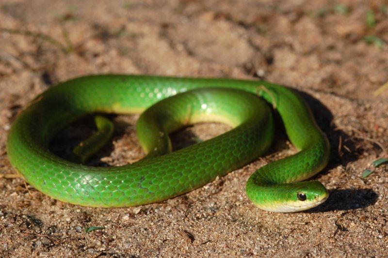 North Dakota's Smooth Green Snake