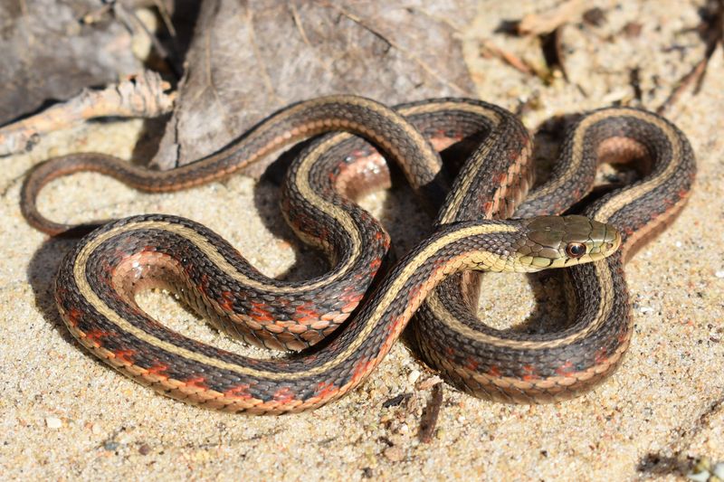 North Dakota - Red-sided Garter Snake