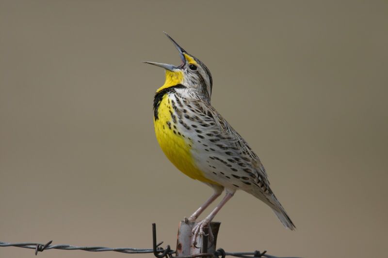 North Dakota - Western Meadowlark