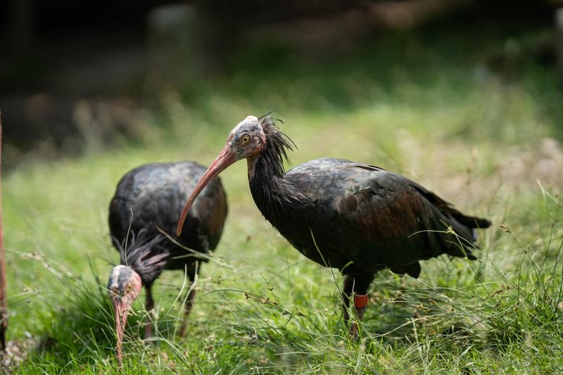 Northern Bald Ibis