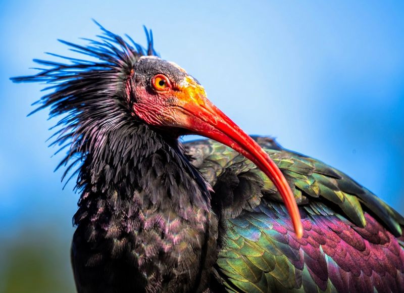 Northern Bald Ibis