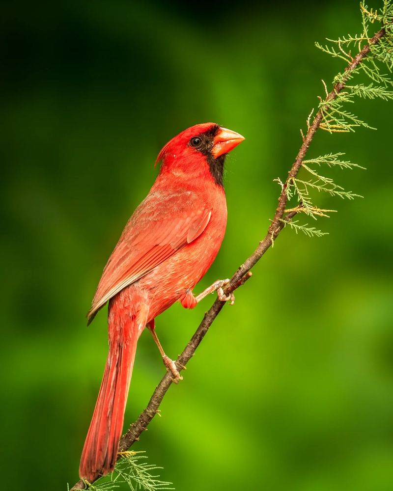 Northern Cardinal