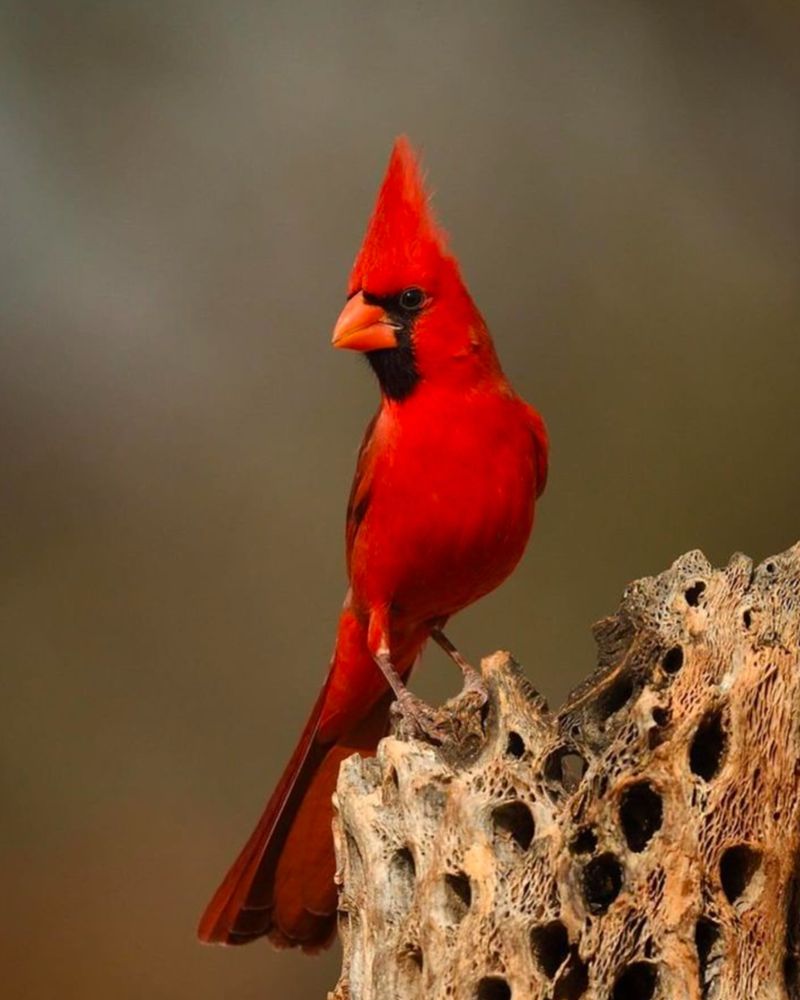 Northern Cardinal