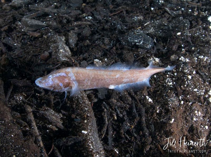 Northern Cavefish