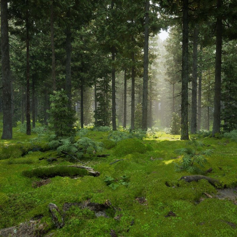 Northern Coniferous Forest